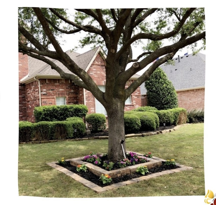 After sod installation